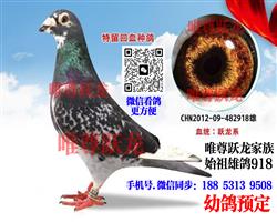 唯尊跃龙家族918代表直孙【金龙號】 图片5