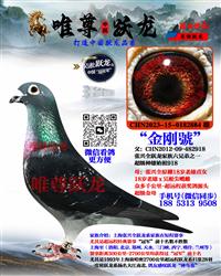 唯尊跃龙家族918代表直孙【金龙號】眼睛 图片3