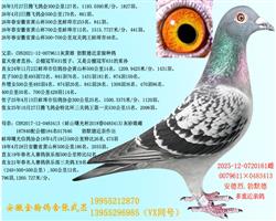 安德烈.勃默德0401305 图片3