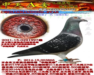 ����Ӣ��ֱŮ
