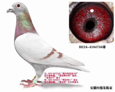 格里佩直女（已售） 图片3