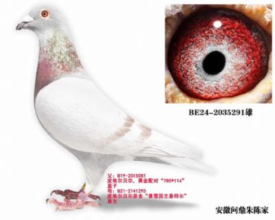 格里佩直女（已售） 图片4