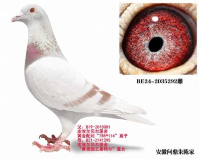 格里佩直女（已售） 图片5