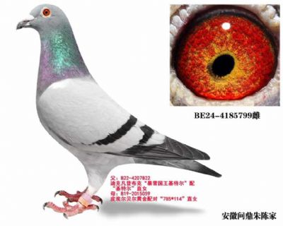 格里佩直女（已售） 图片6