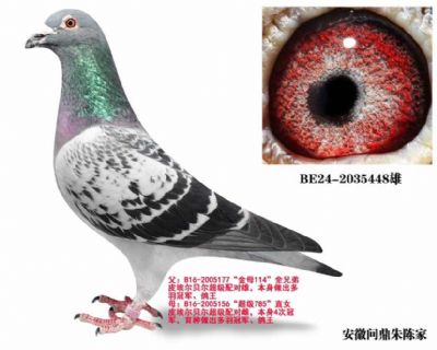 格里佩直女（已售） 图片7