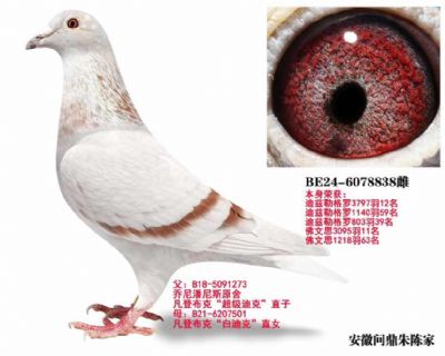 ���ǲ���838