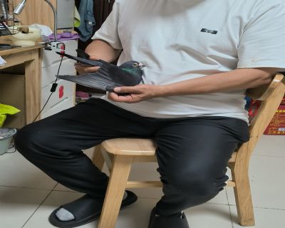 ͼƬ