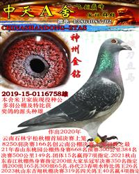 �游