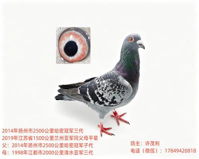 ��Ѫ��Զ���������г������������Ӵ����ָ�