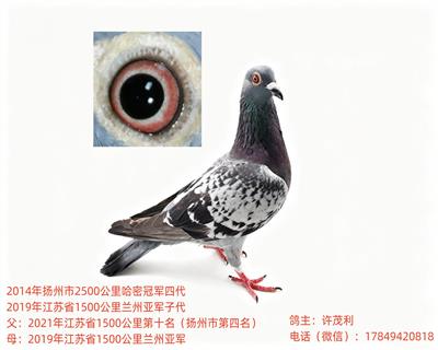 ��Ѫ��Զ���������г������������Ӵ����ָ�