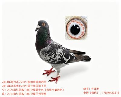��Ѫ��Զ���������г������������Ӵ����ָ�
