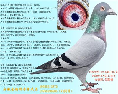勃默德花蝴蝶（已退役） 图片3