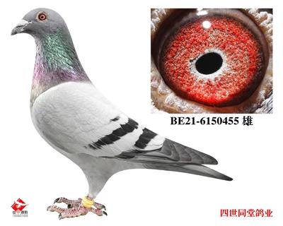 艾迪詹森460 图片9