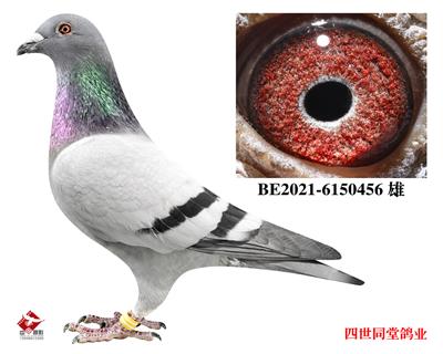 艾迪詹森460 图片8
