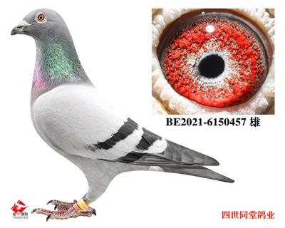 开尔大棚决赛181名 图片10