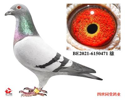 开尔大棚决赛181名 图片9