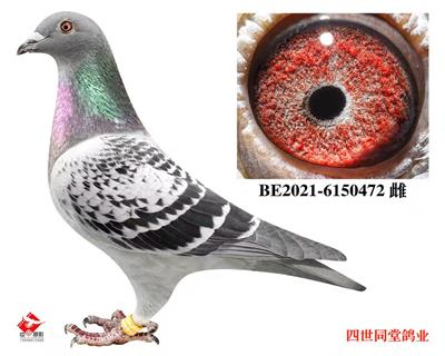 开尔大棚决赛181名 图片8