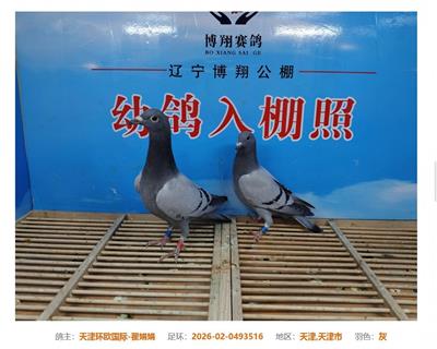 神州辉煌公棚参赛鸽 图片3
