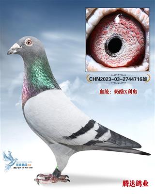 ��ָ���������ֱ��716