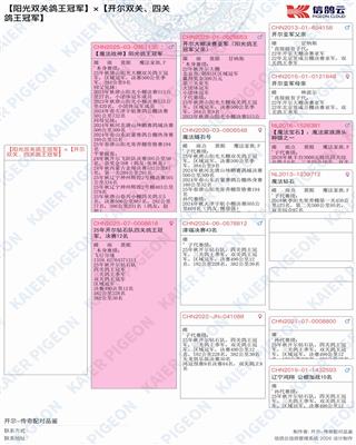 阳光双关鸽王冠军×开尔双关、四关鸽王冠军 图片2