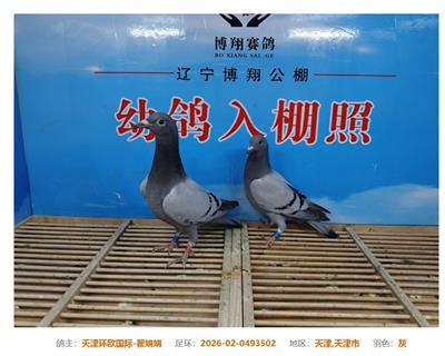 辽宁博翔赛鸽公棚叁赛鸽 图片2