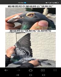 ��˹����д