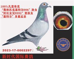 武汉金岛赛鸽公棚预赛183名.决赛231 图片4