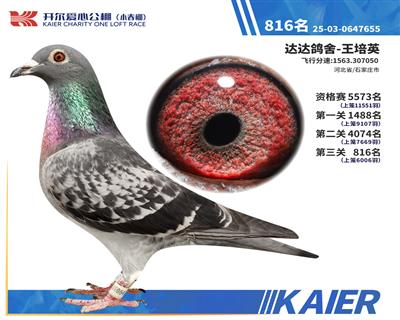26�꿪��С�������816��