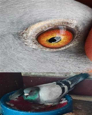 �Ǳȡ����Ῠ