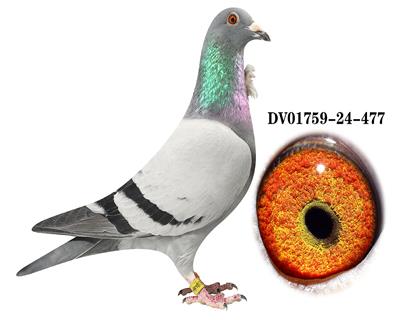 DV 01759-24-477��