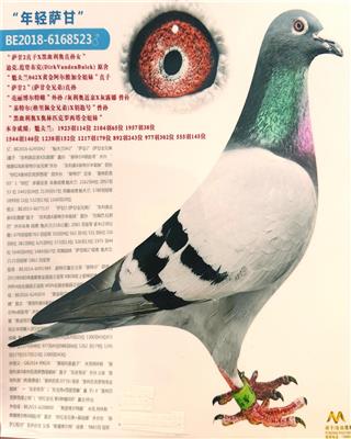 古瓦特奶酪“旋风号”605孙x605孙女 图片7
