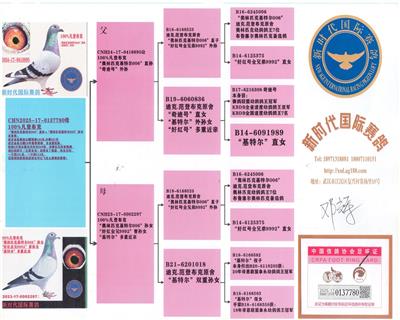 武汉金岛赛鸽公棚预赛183名.决赛231 图片2