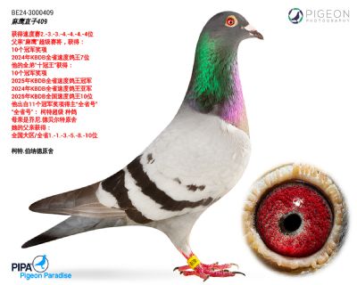 ��쭼���-��ӥֱ��