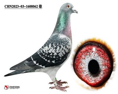Ӣ��˹062