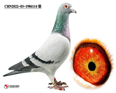 ����114