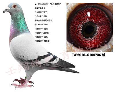 ղɭ019����