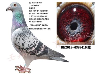 ղɭ019����