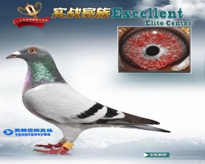 ��Ʒģ��3