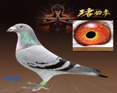 ��Ʒģ��6