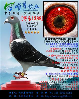 ��Ұ��1388����Ұ���š�����ֱ��Ů