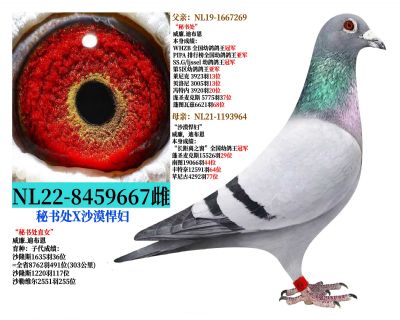 NL22-8459667���鴦XɳĮ����