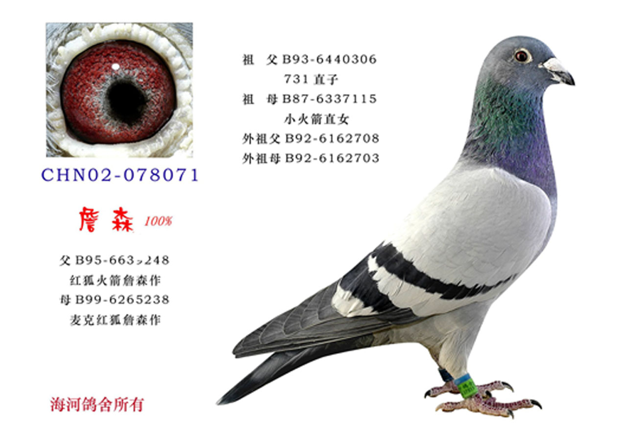 天津海河鸽舍 - 中信网铭鸽展厅 www.ag188.com