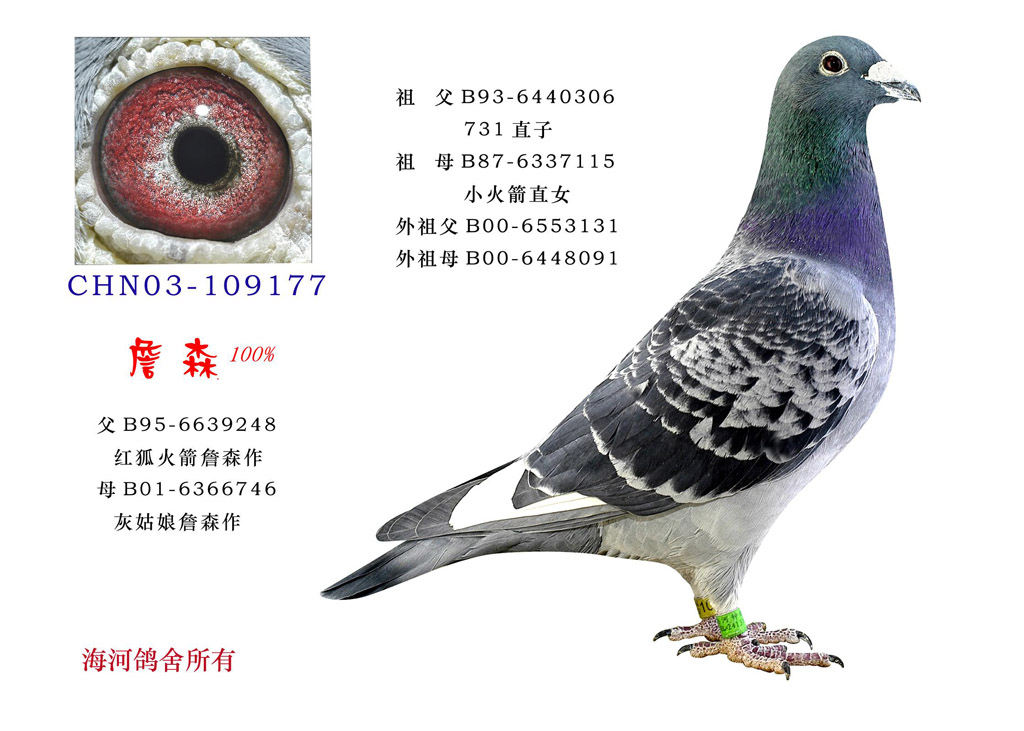 名鸽  