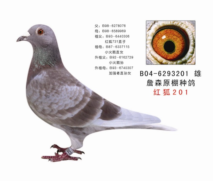 天津海河鸽舍 - 中信网铭鸽展厅 www.ag188.com