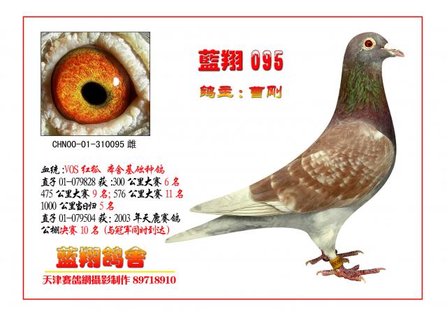 血统,詹森红狐