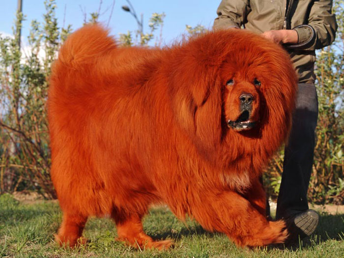 藏獒的排名_中国藏獒十大獒王排名(2)