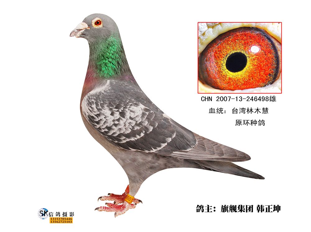 台湾林木慧原环种鸽