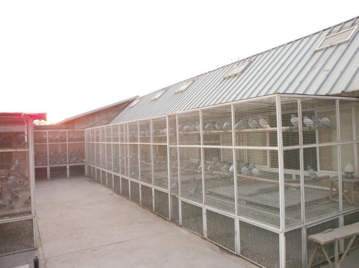 北京杨世杰鸽舍 - 中信网铭鸽展厅 www.ag188.com