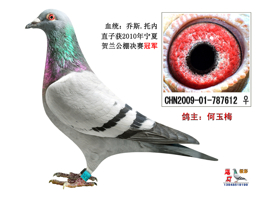... 公棚冠军鸽烟图片内容|信鸽公棚冠军鸽烟图片图片