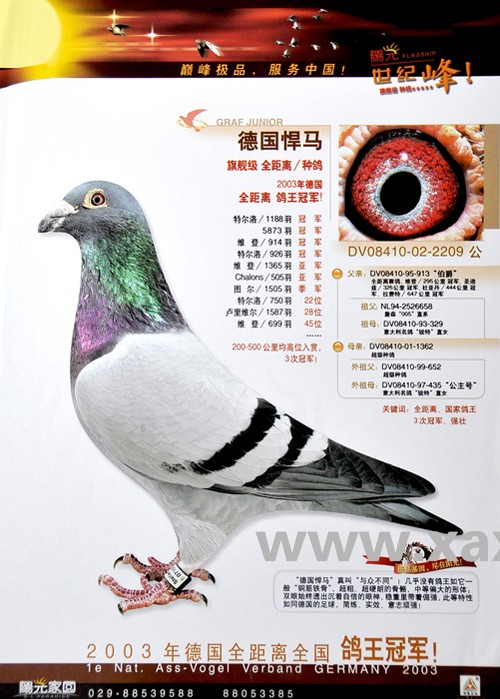 德国悍马 种鸽